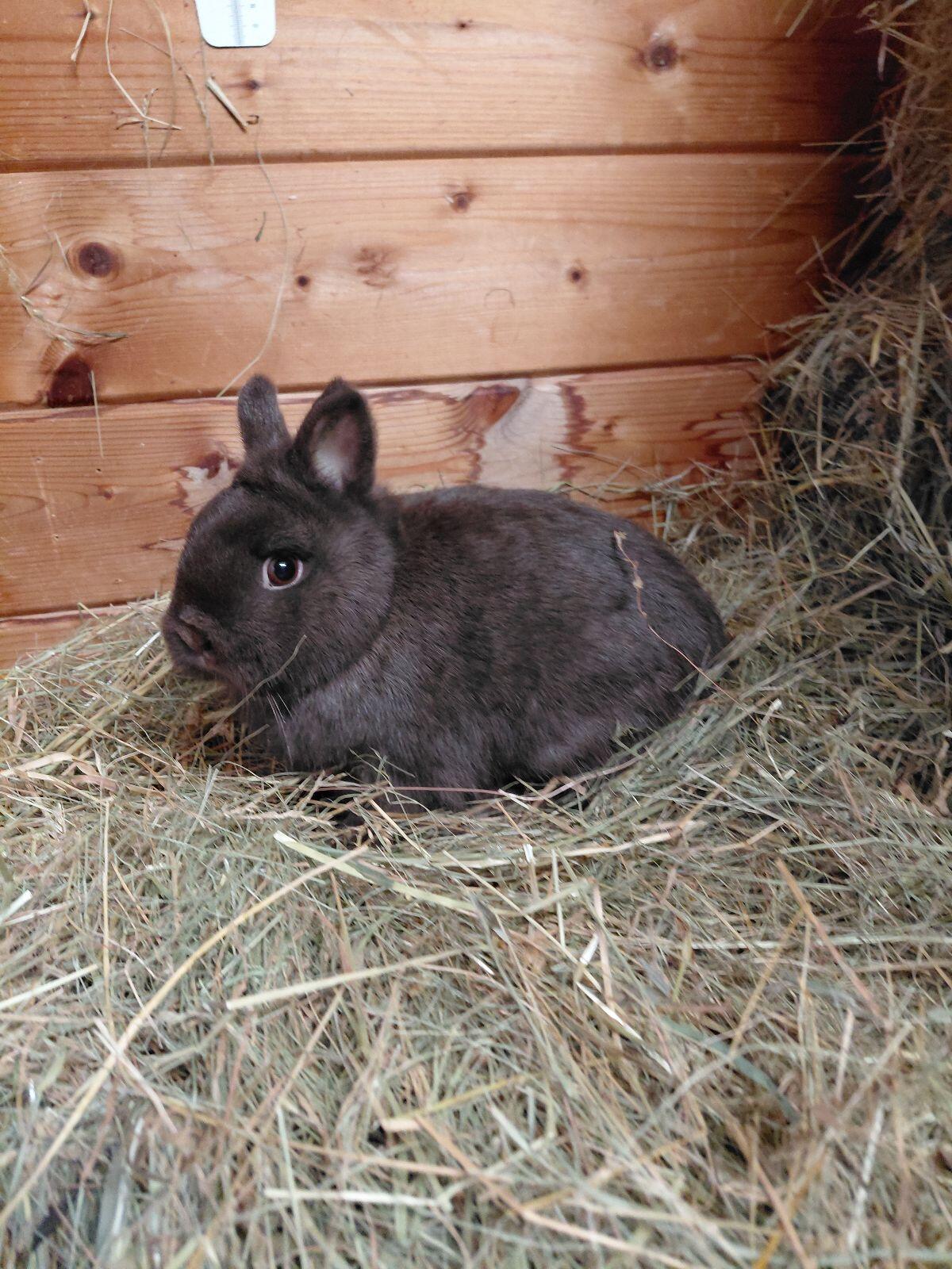 Farbenzwerg havanna, Zwergkaninchen, Kaninchen 2