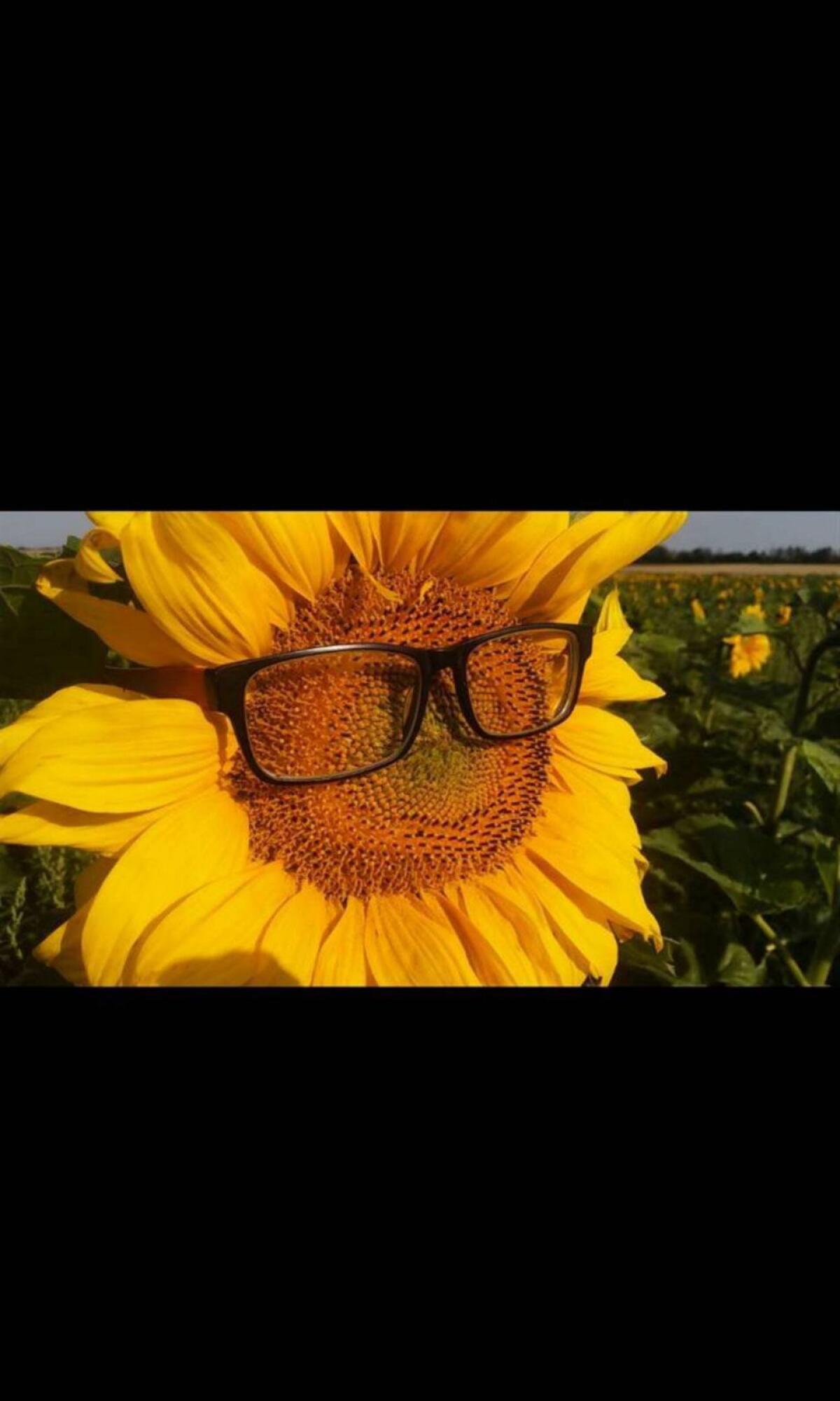 Vogelfutter/Sonnenblumen BIO 2