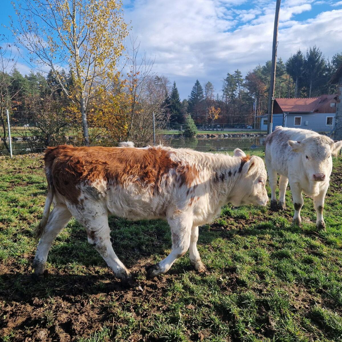 Ennstaler Bergschecken Kalbinnen 2