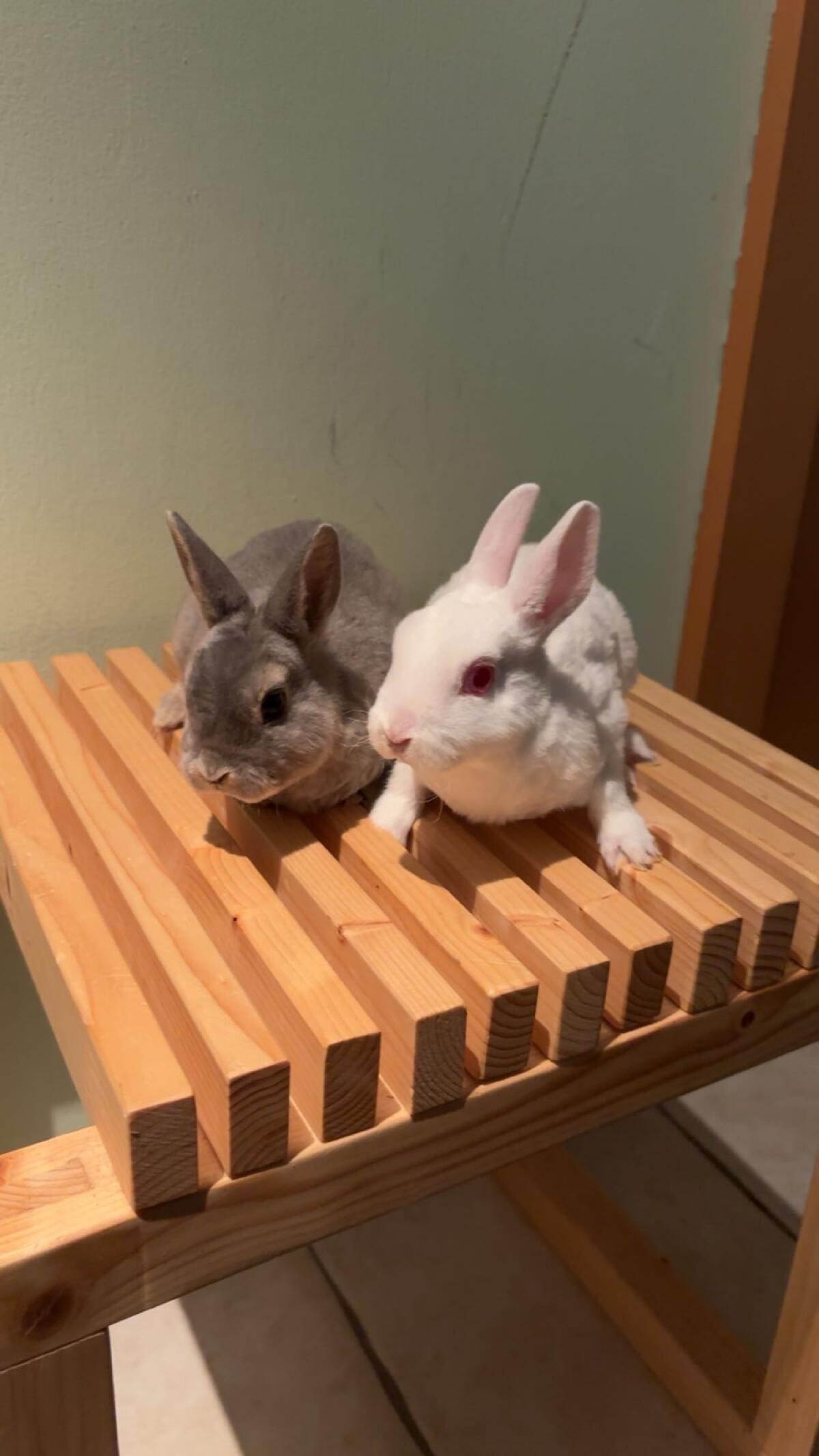 Klein-Rex Kaninchen 1