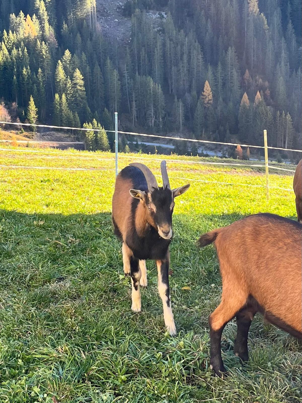 Ziegenbock ohne HB 3