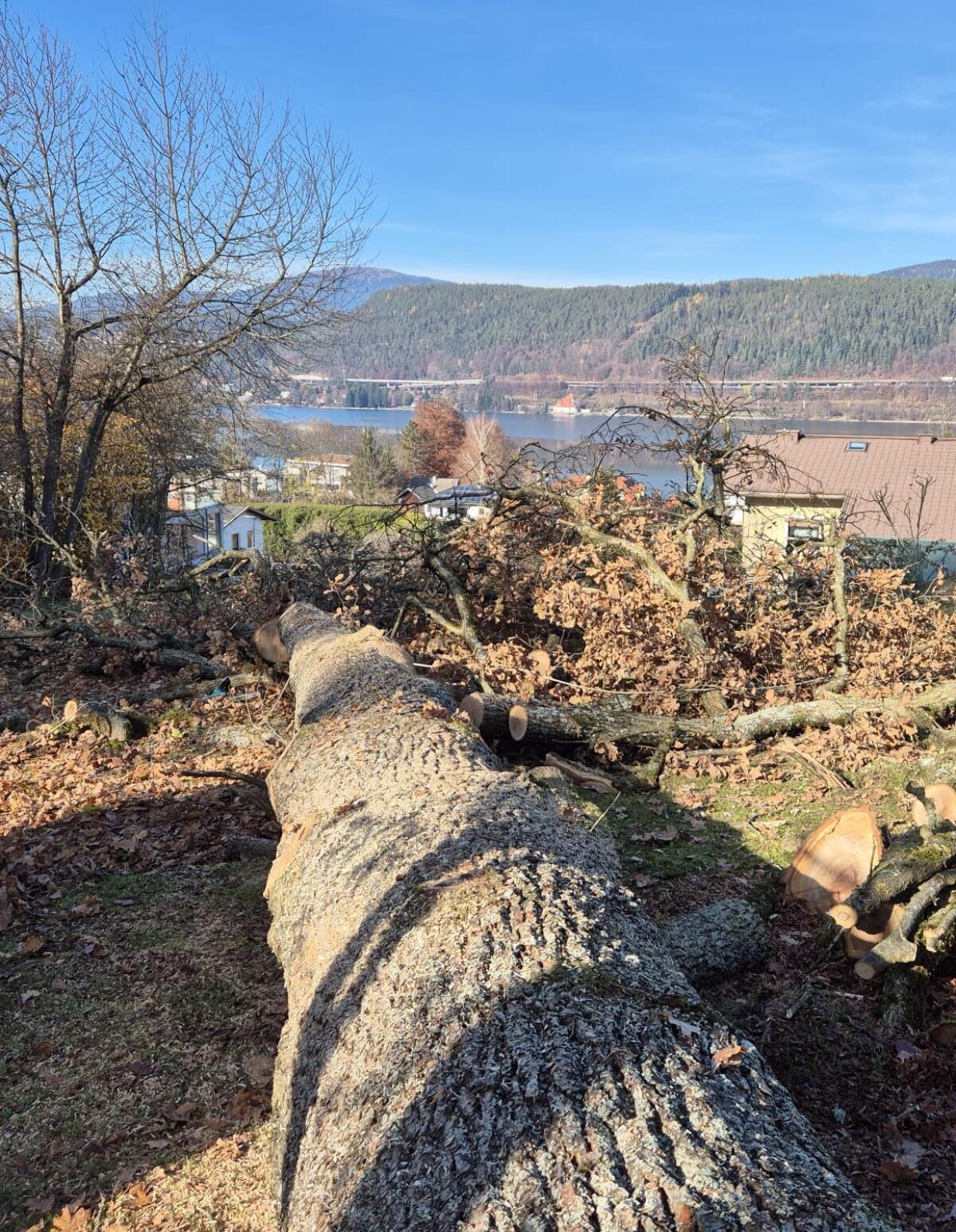 Schöner Eichenstamm (13,5 m Länge) ganz oder in Stücken 2