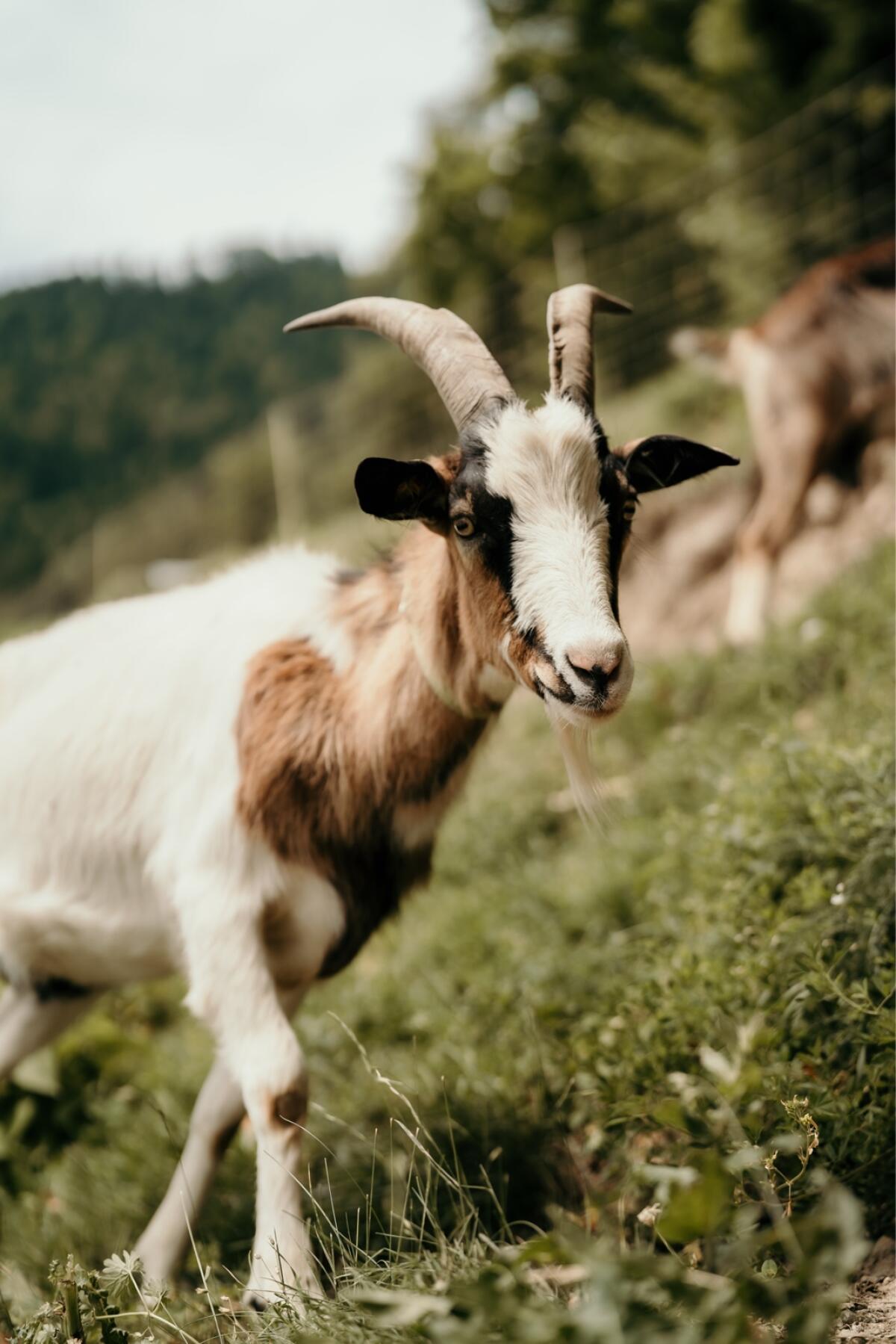 Steir. Scheckenziegenbock kastriert 3