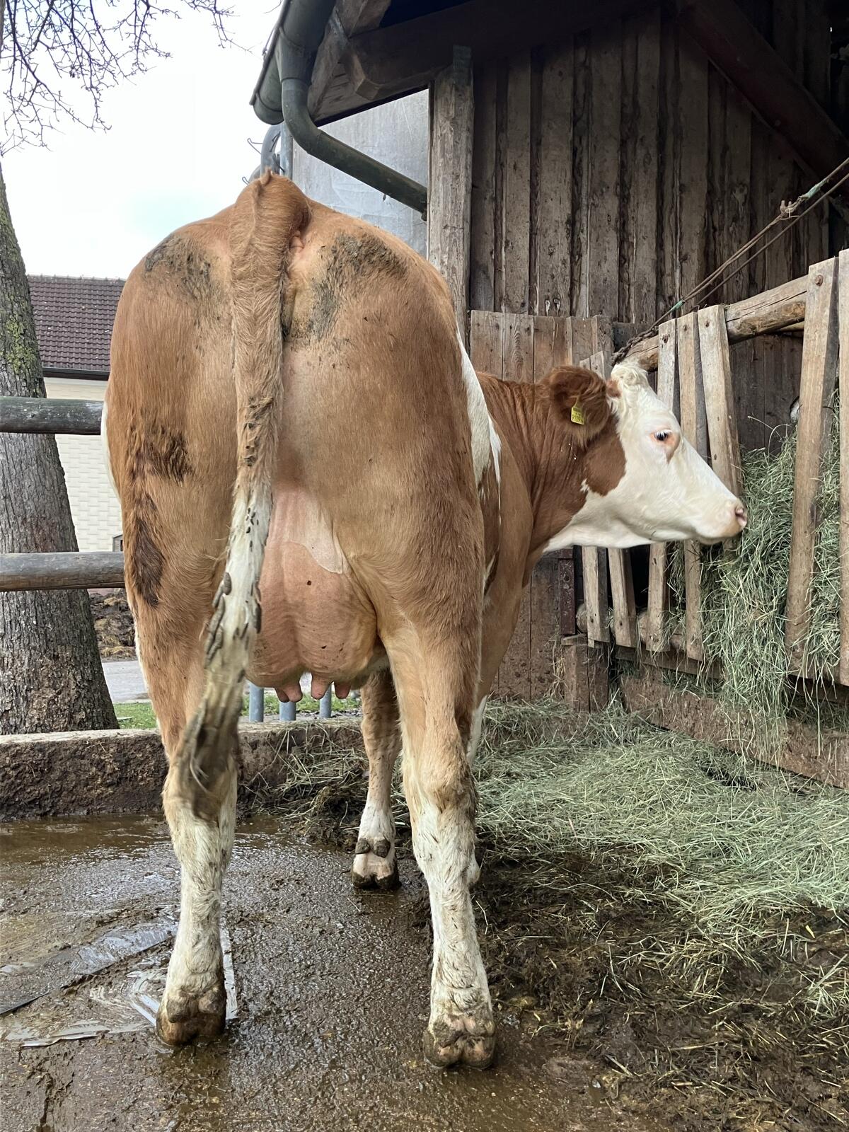 Erstlingskuh 2