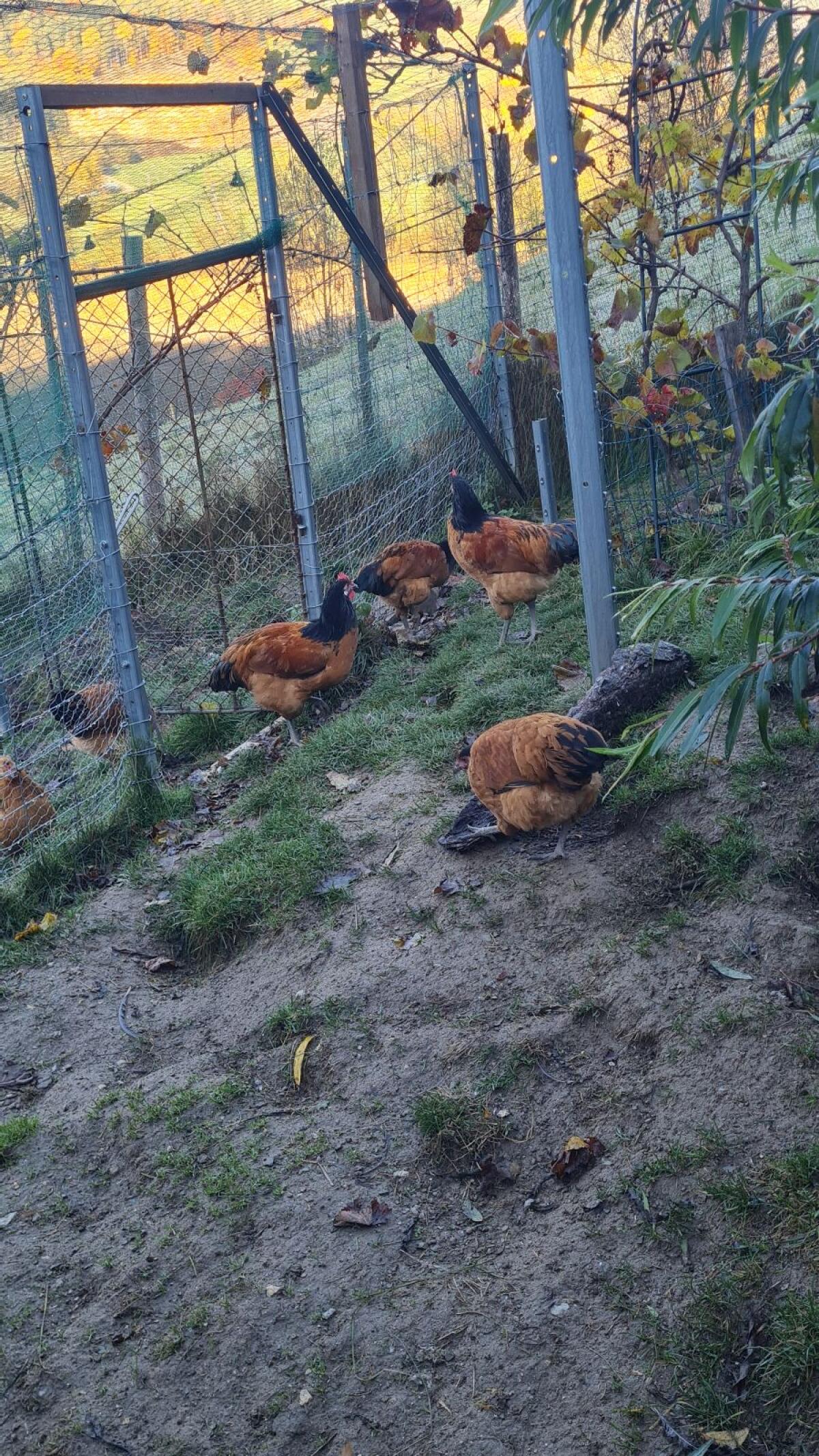 2 Stk. Vorwerkhähne 3