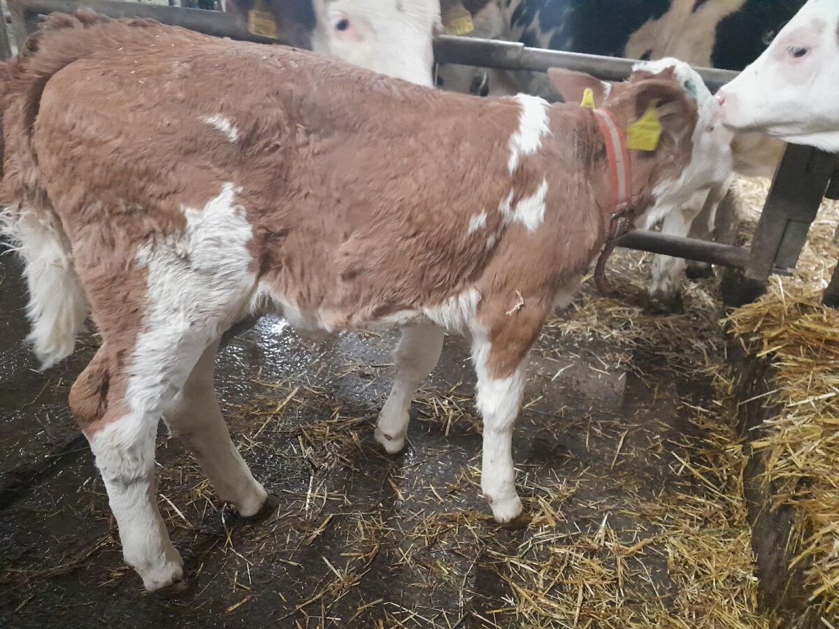 Fleckvieh Kuhkalb bio zu verkaufen 3