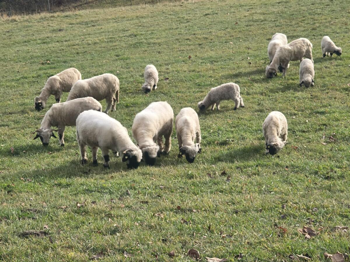 Walliser Schwarznasen Auen HB und Lämmer 1