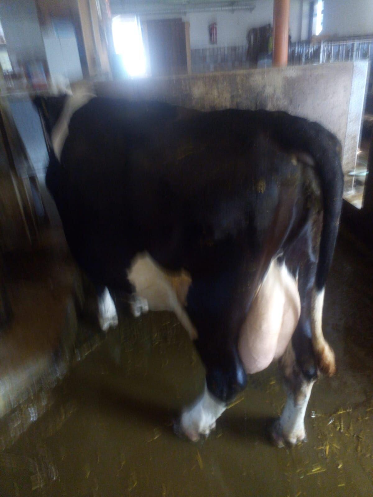 Kreuzungskuh HF x FV 3