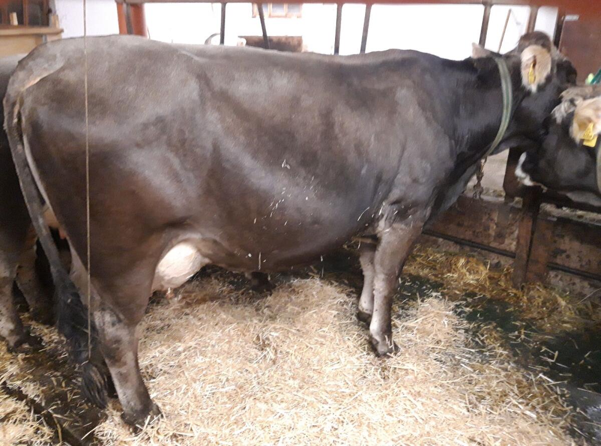 Tiroler Grauvieh Kuh 1