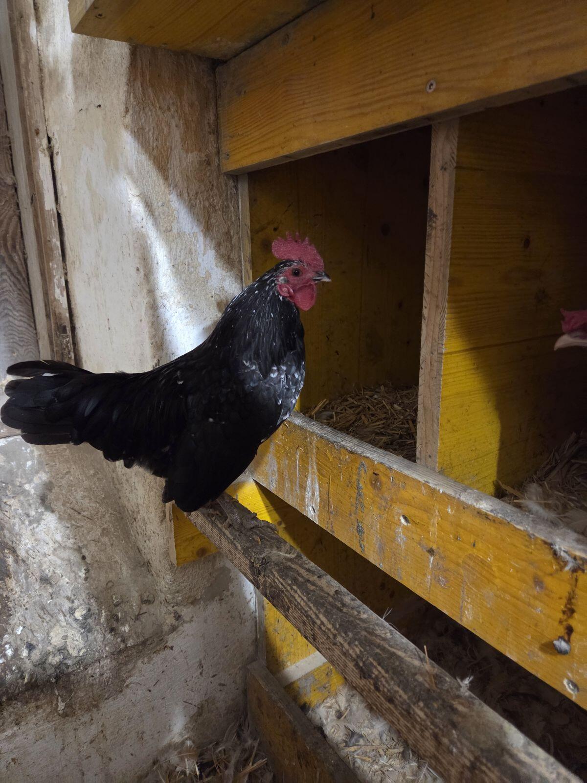 Steinpiperl Stoanhendl Steinhendl 2