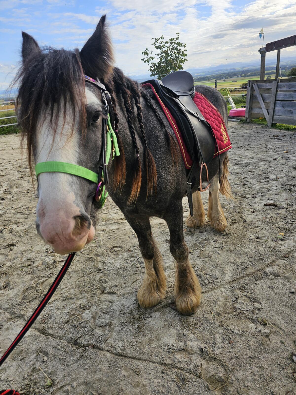 Verkaufe braven hübschen Tinkerwallach Bruce 2