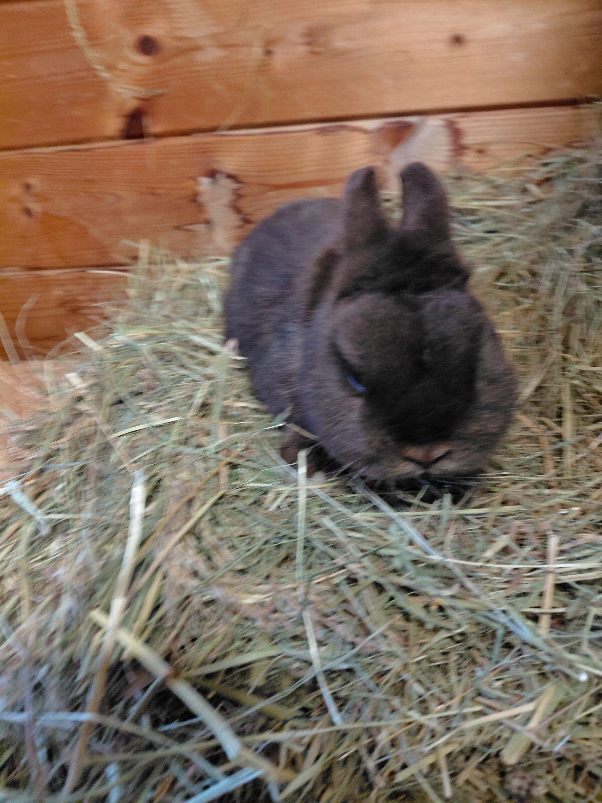 Farbenzwerg Havanna, Zwergkaninchen, Kaninchen 2