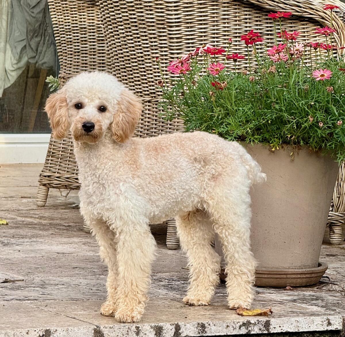 Zwergpudelmann 11 Monate alt sucht ein Körbchen 1