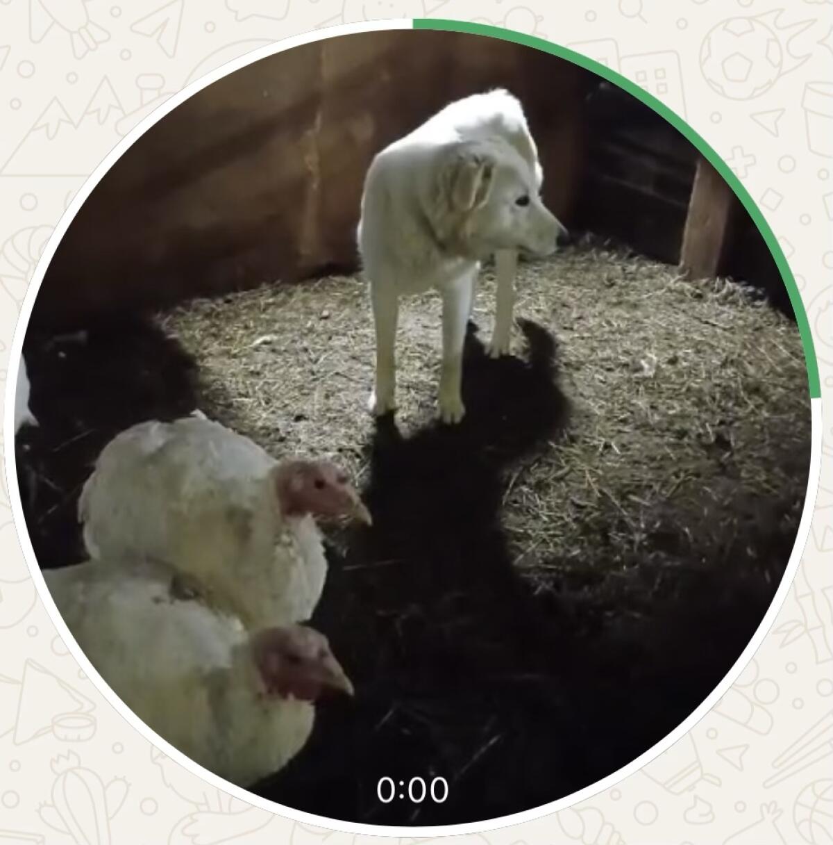 Maremmen-Abruzzen-Hündin aus Südtirol (cert. Zucht) 3