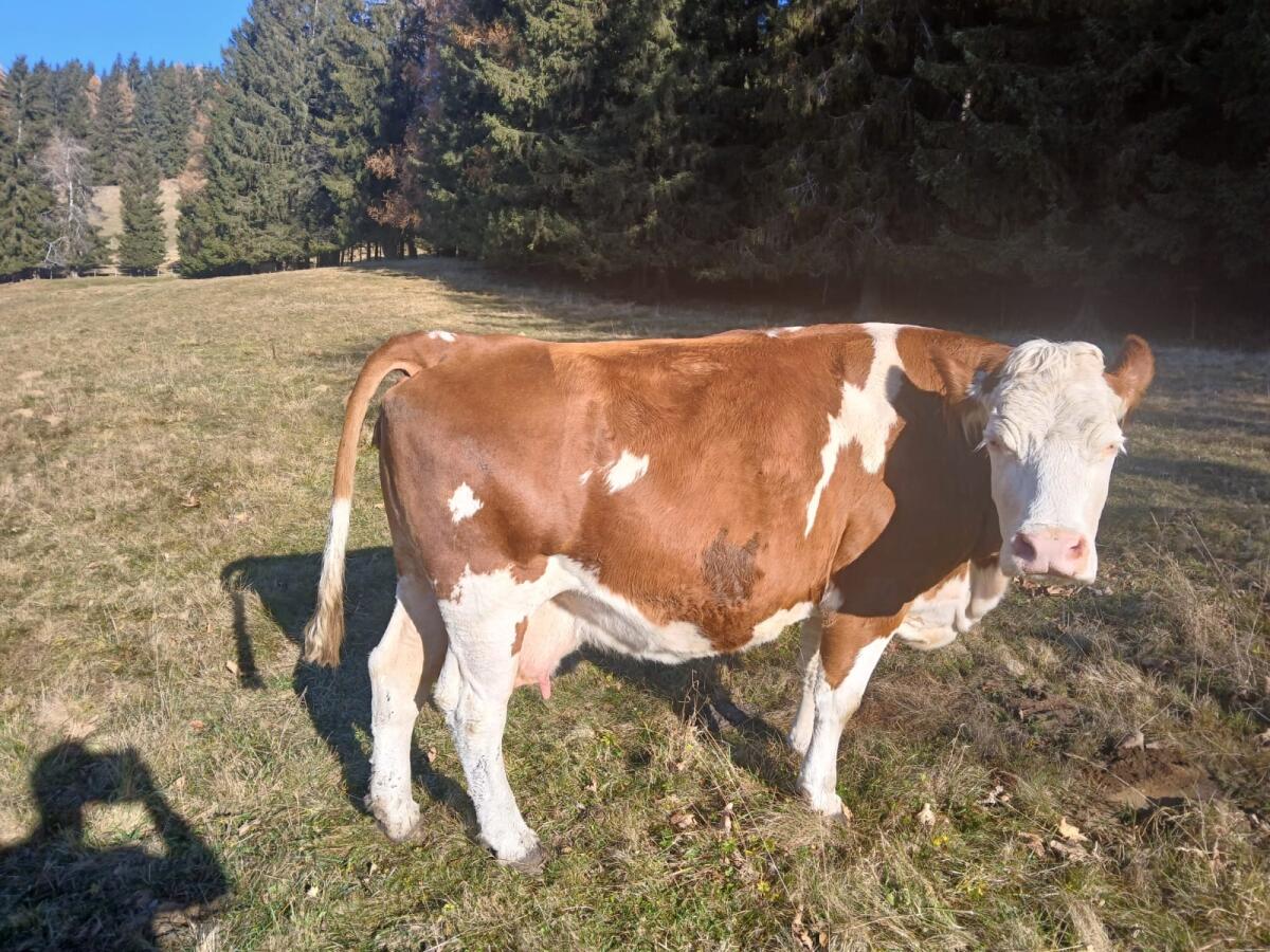 Verkaufe trächtige Mutterkuh 3