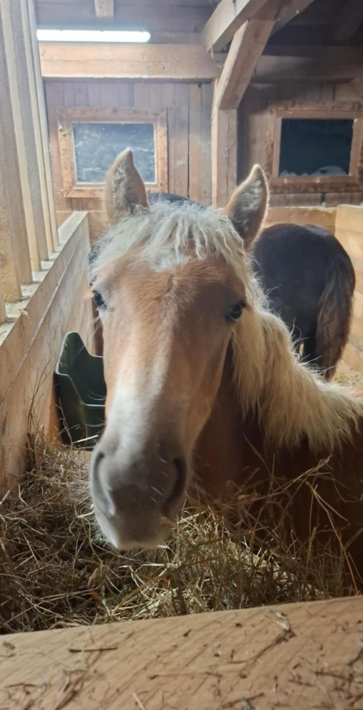 Haflinger Stutfohlen 1