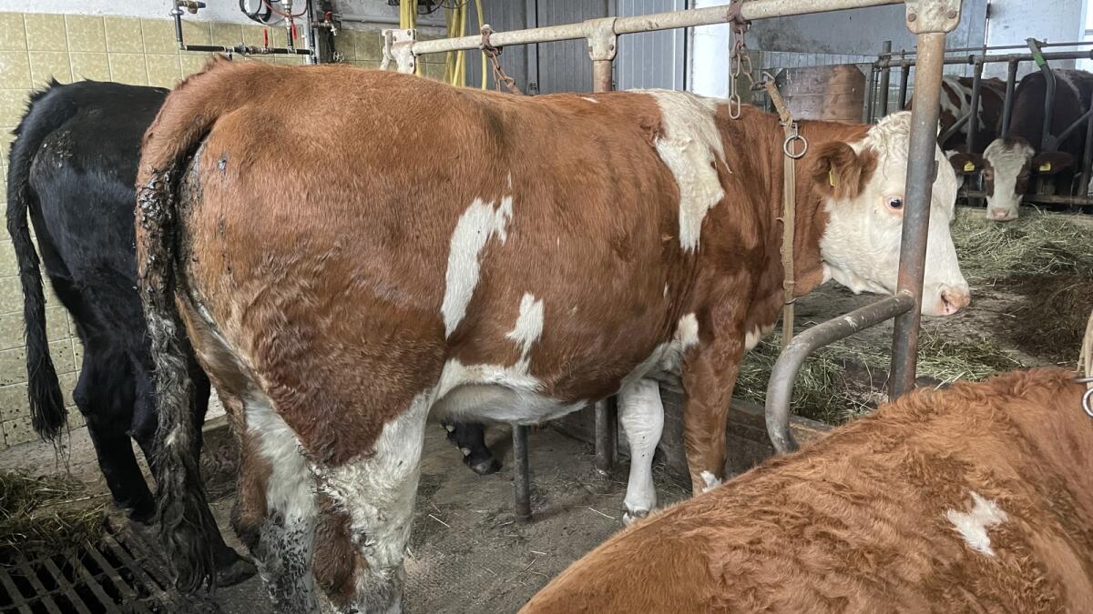 Trächtige Bio-Fleckvieh Zuchtkalbin 1