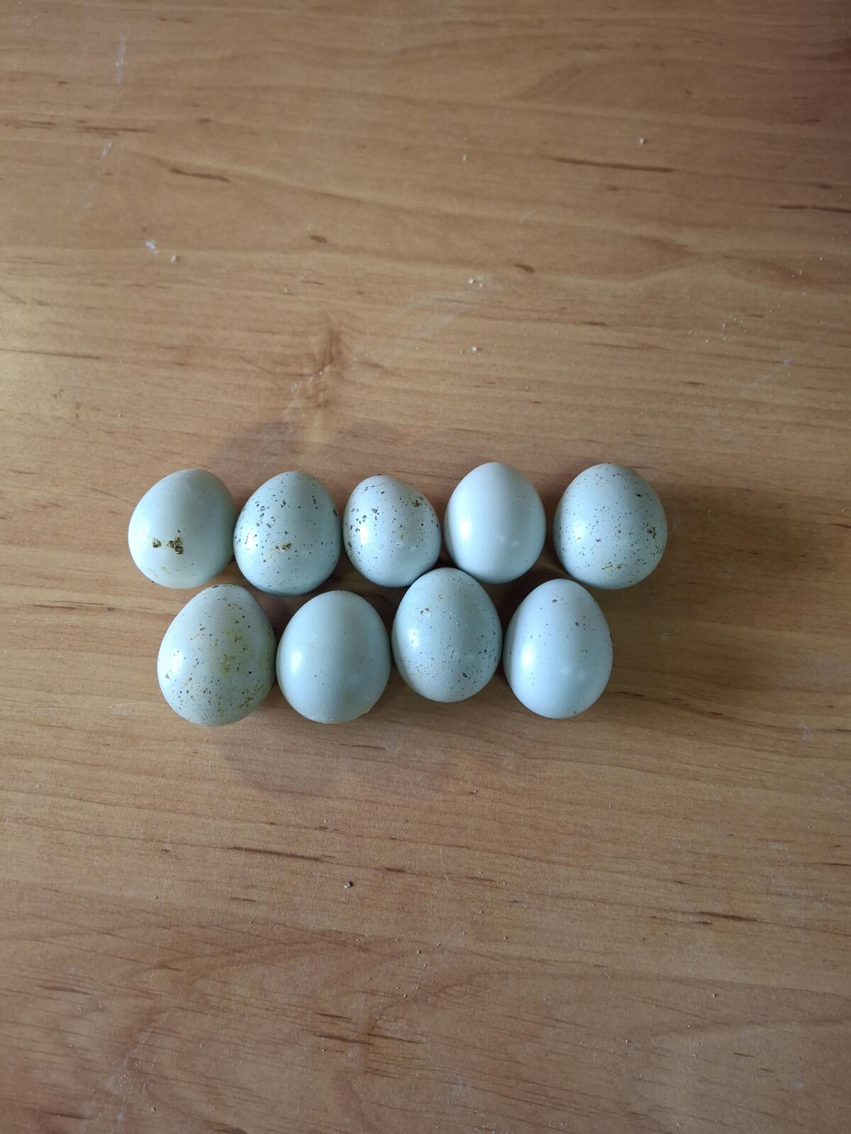 Celadon-Wachtelhähne, Bruteier von Celadon-Wachteln 3