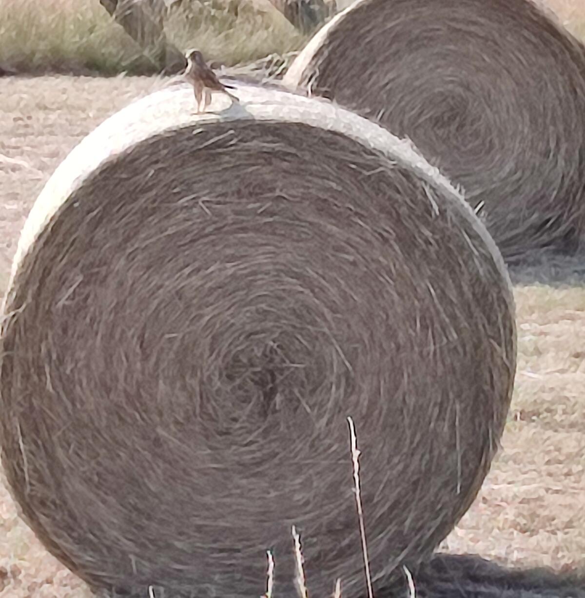 Verkaufe Bio-Wiesen-Heu 2