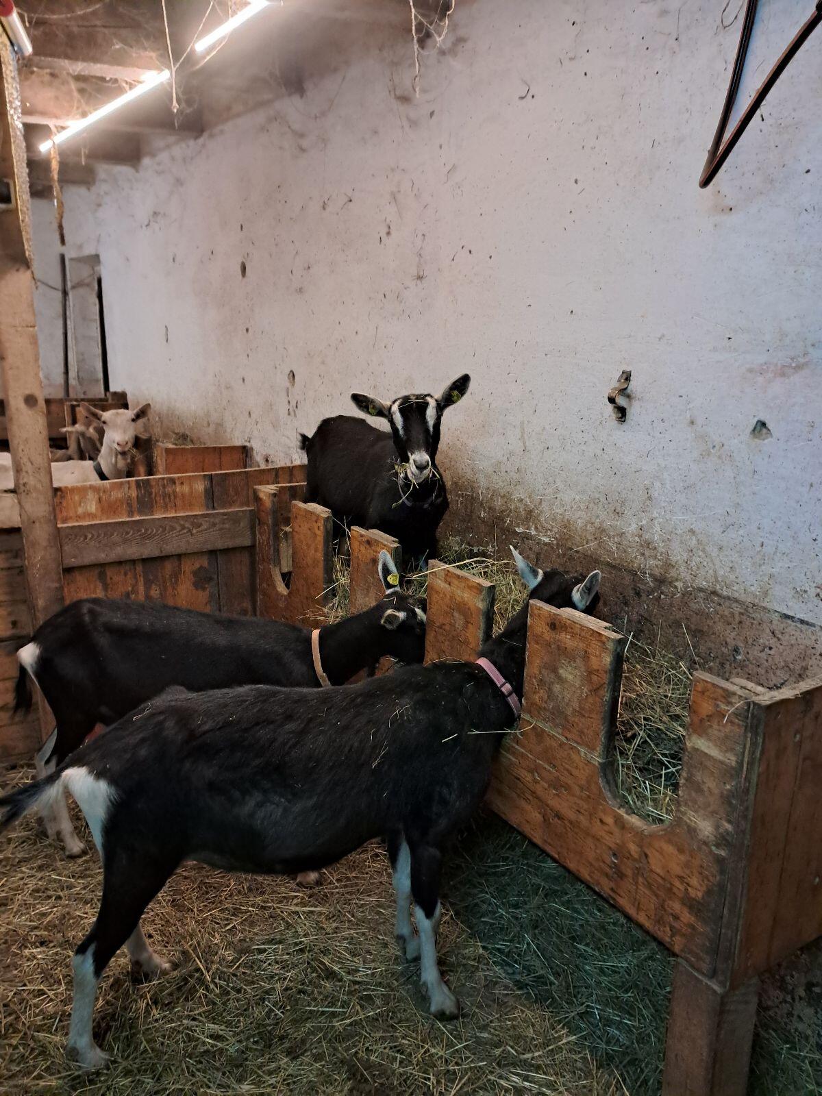 Bündner Strahlenziegen 3