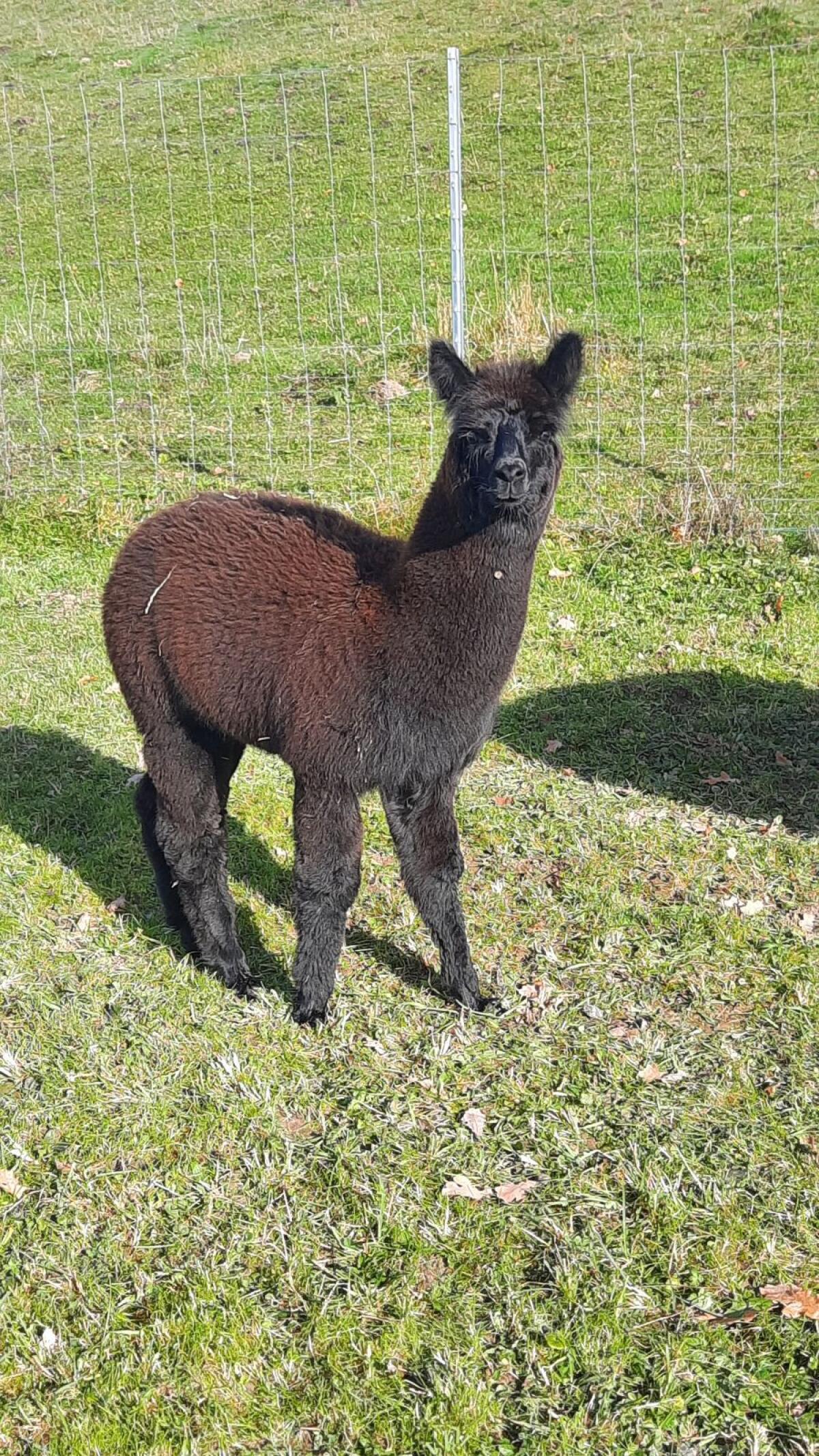 Alpaka-Junghengste 3