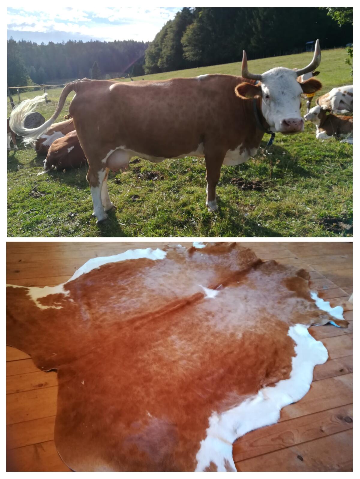 Fell aus Hinterwälder Kuh 1