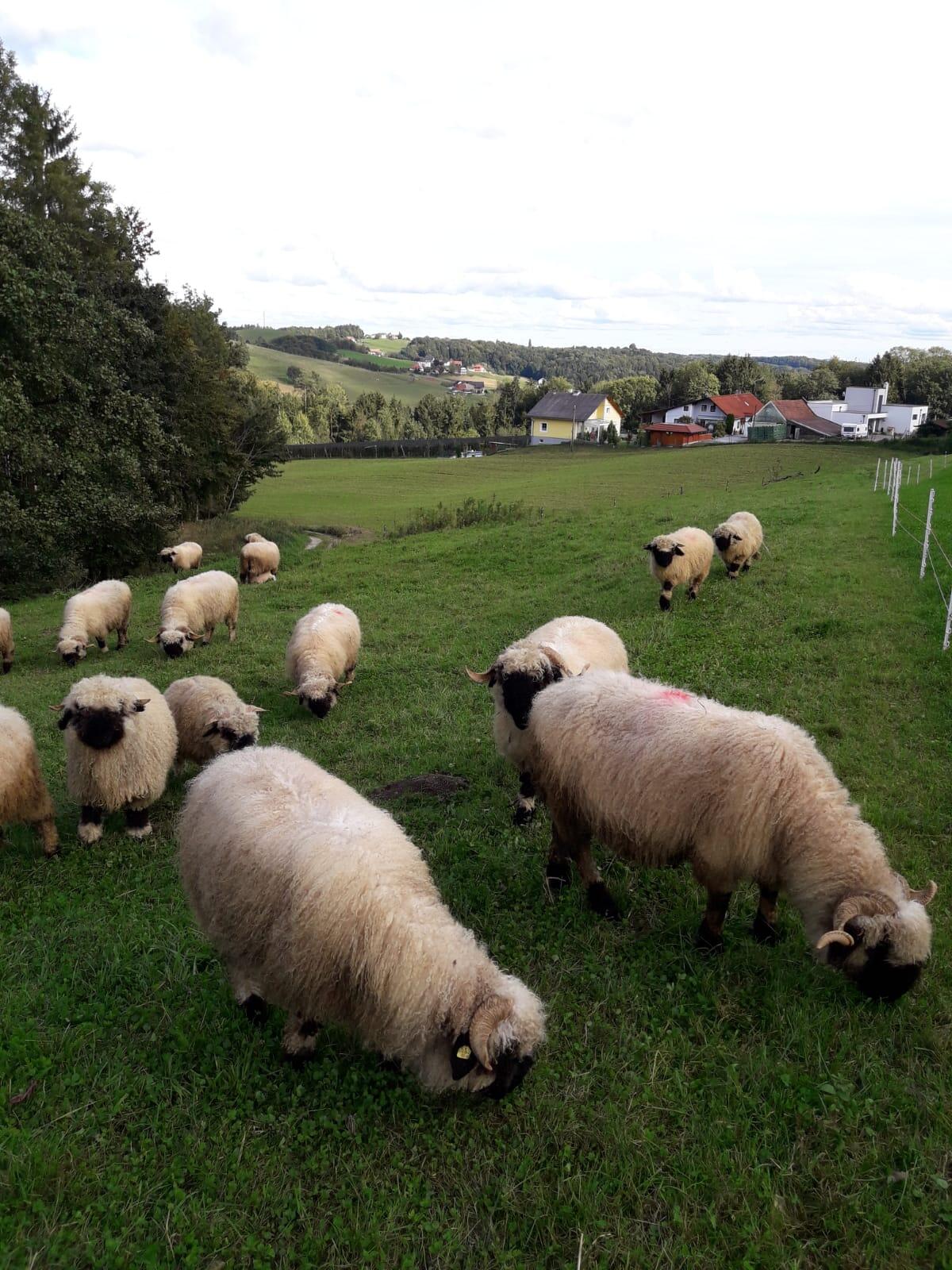 Walliser Schwarznasenschafe 1