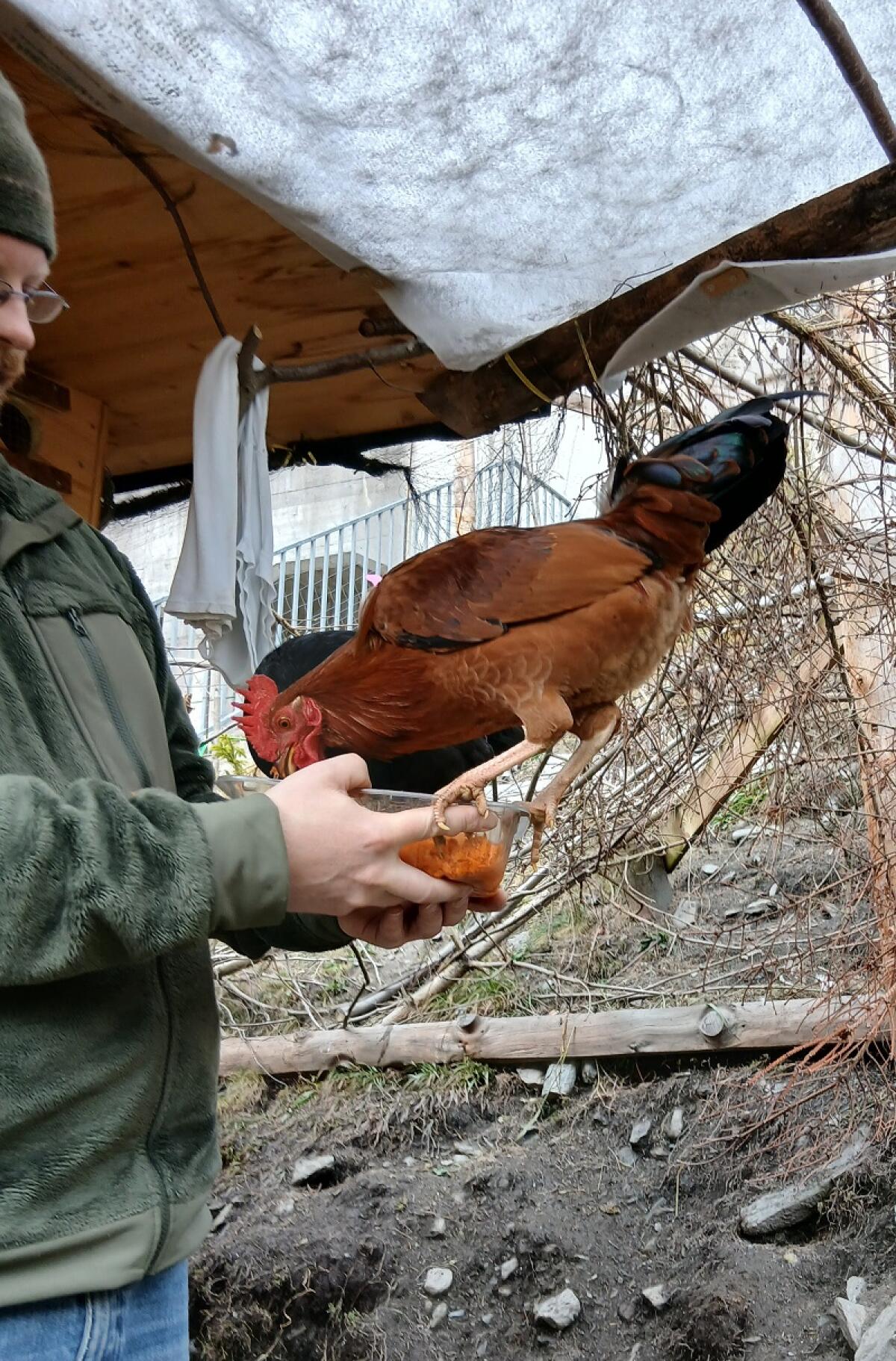 Sehr zutraulicher Zwerg Welsumer Hahn 1