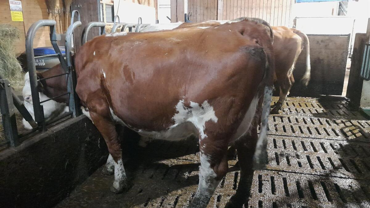 Bio Mutterkuh Jungkuh 1