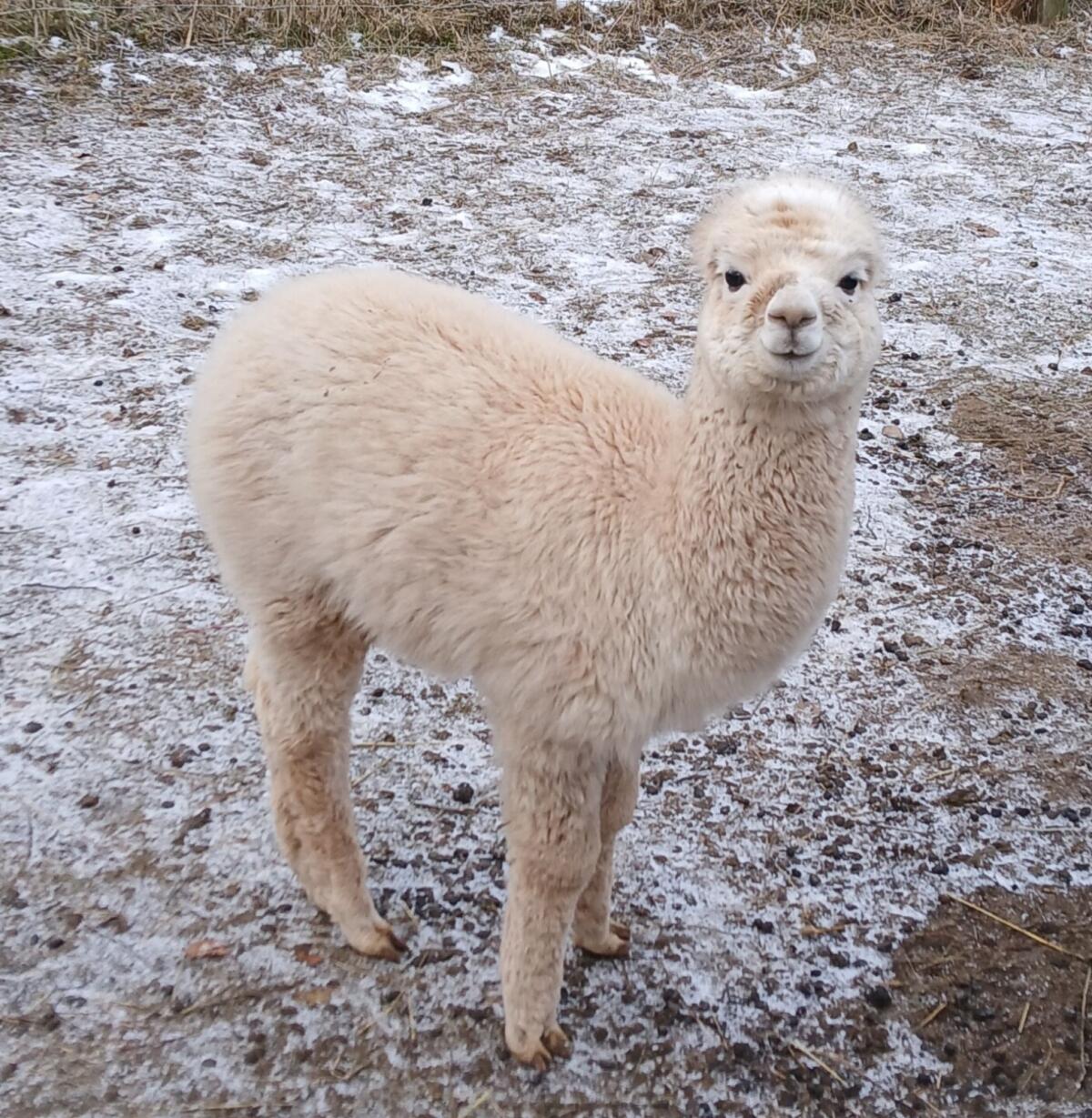 3 Alpakas Hengste zu verkaufen 3