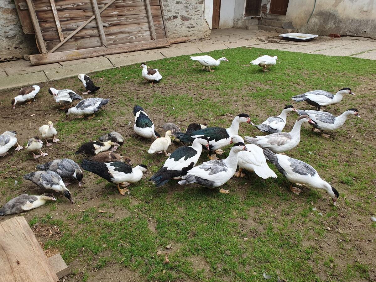 Warzenenten blau-herzgescheckt 1