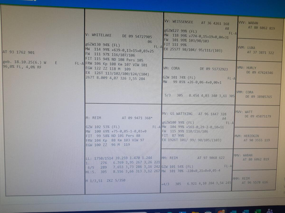 Fleckvieh Kuhkalb bio zu verkaufen 2