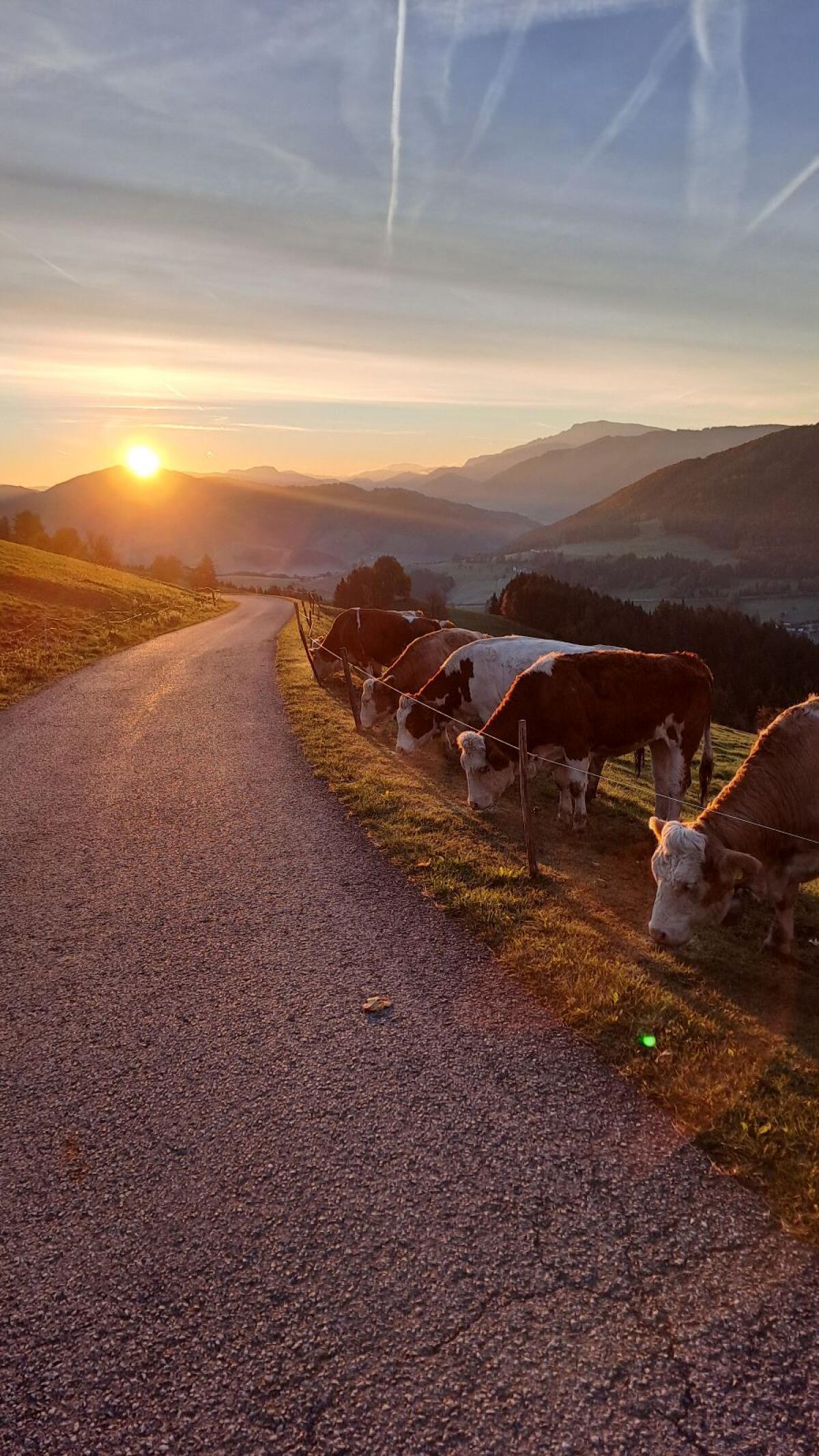 Trächtige FV Kalbinen 1
