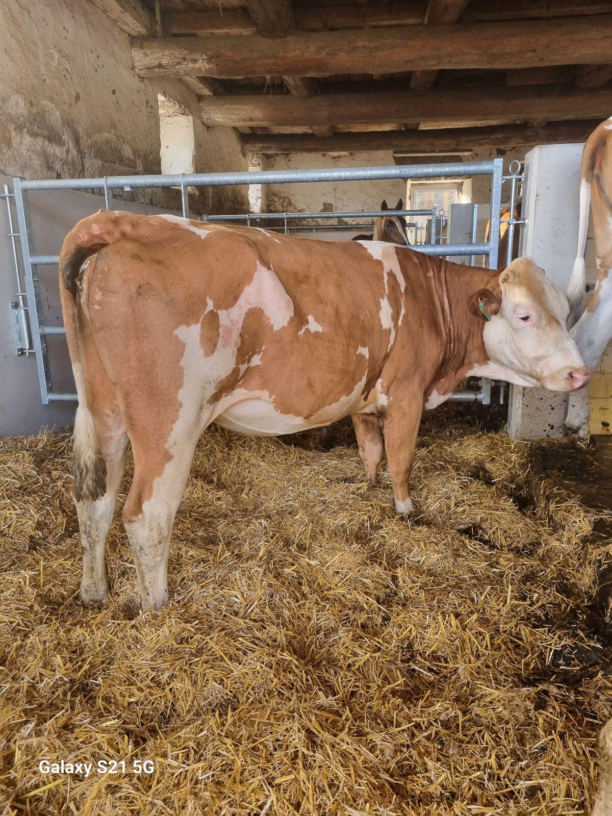 Trächtige Bio-FL-Kalbinen 2