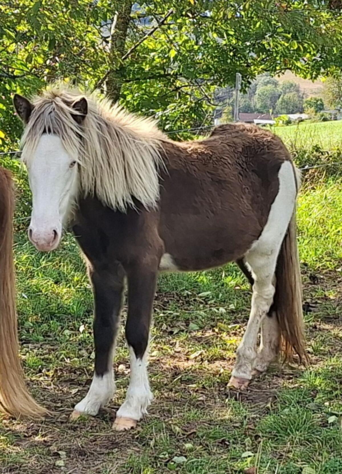 2 junge reinrassige Isländer 2