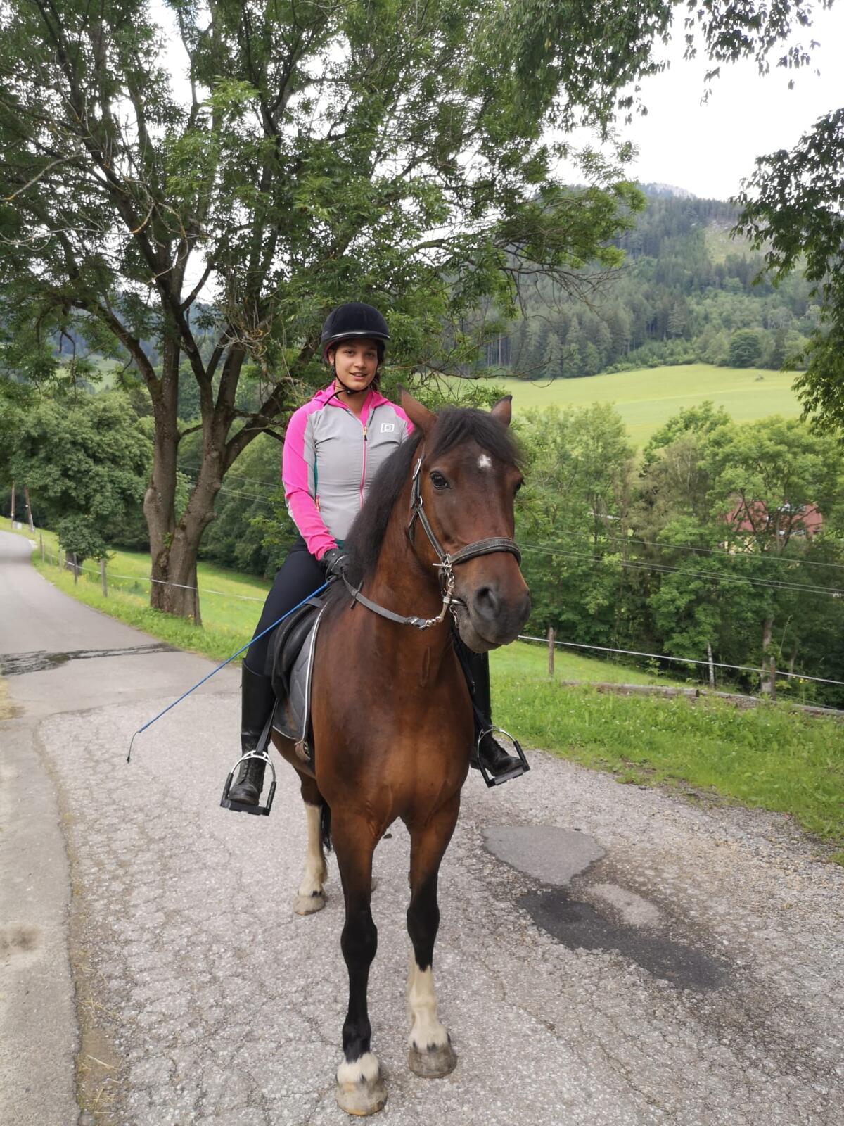 Friesen Tinker Mix Stute 2