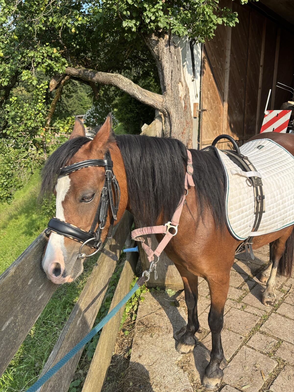 Verkaufe liebes Welsh A Pony 2