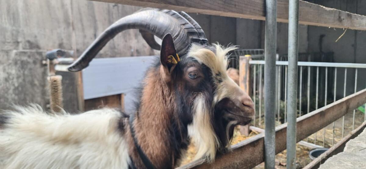 Steirischer Scheckenziegen Zuchtbock Ib 2