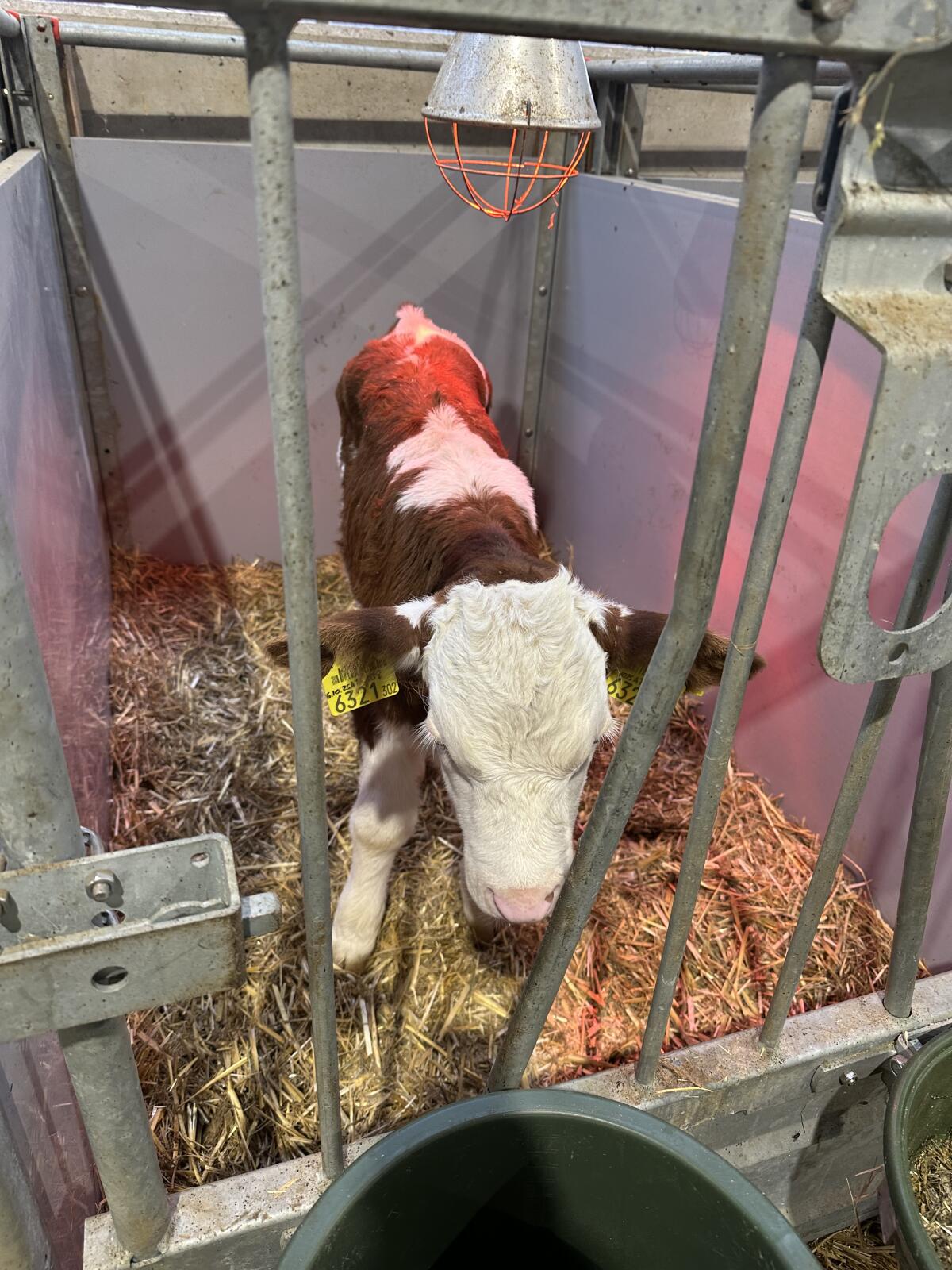 Zuchtkälber zu verkaufen 3