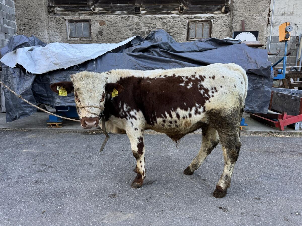 Pustertaler Sprinzen Stier „Eristoff PSR“ 2