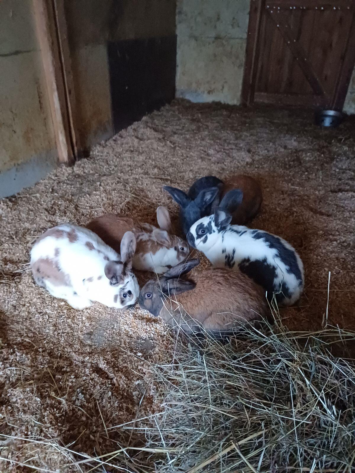 Riesenschecken-Mix 2