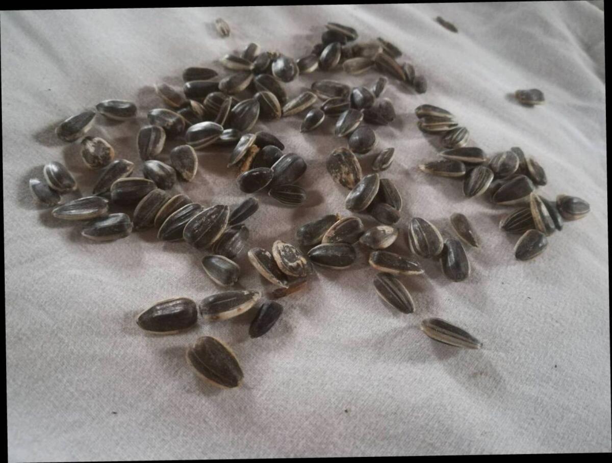 Vogelfutter/Sonnenblumen BIO 3