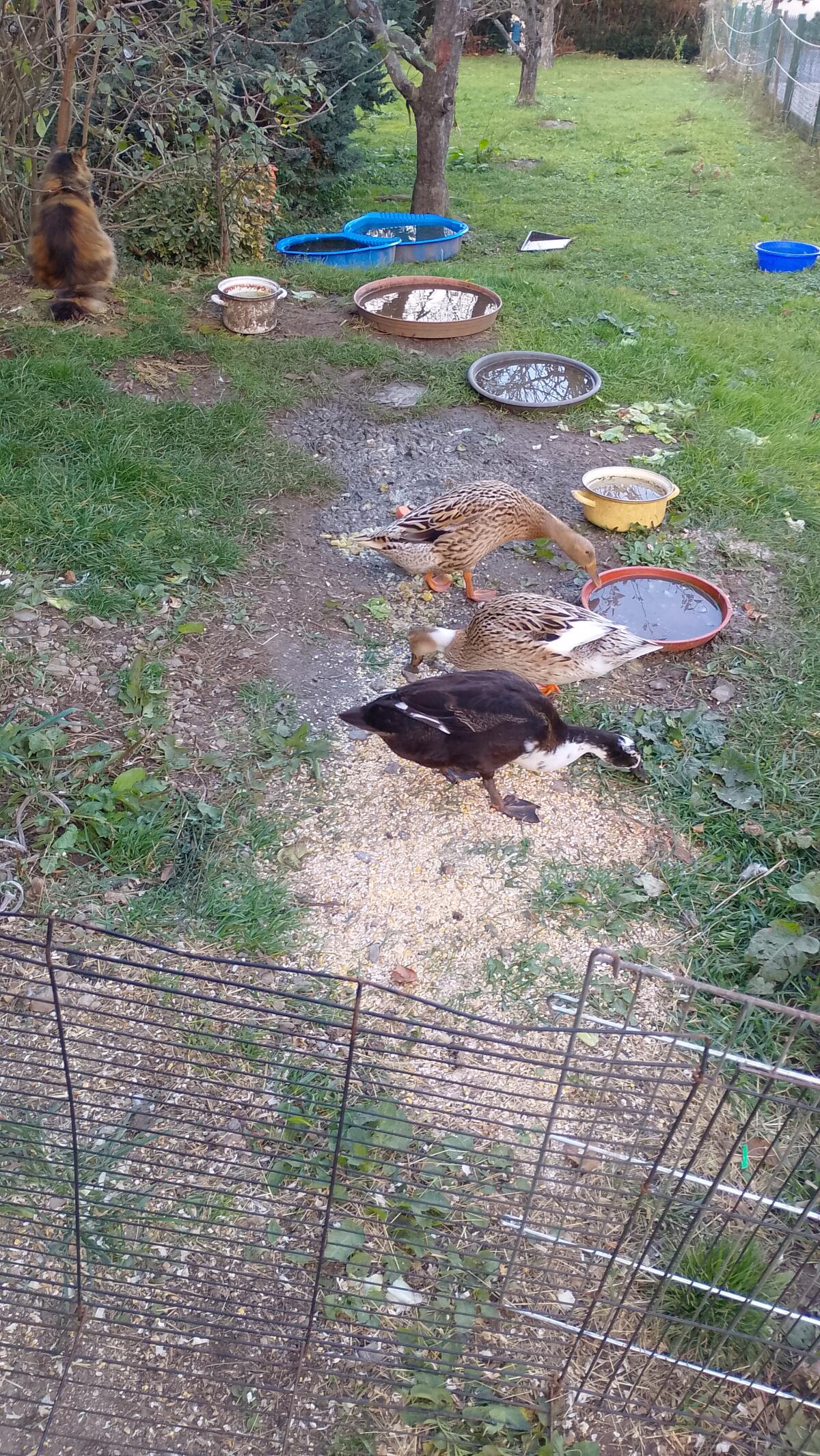 Verschenke 2 Laufentendamen, 7 Monate, handzahm 1