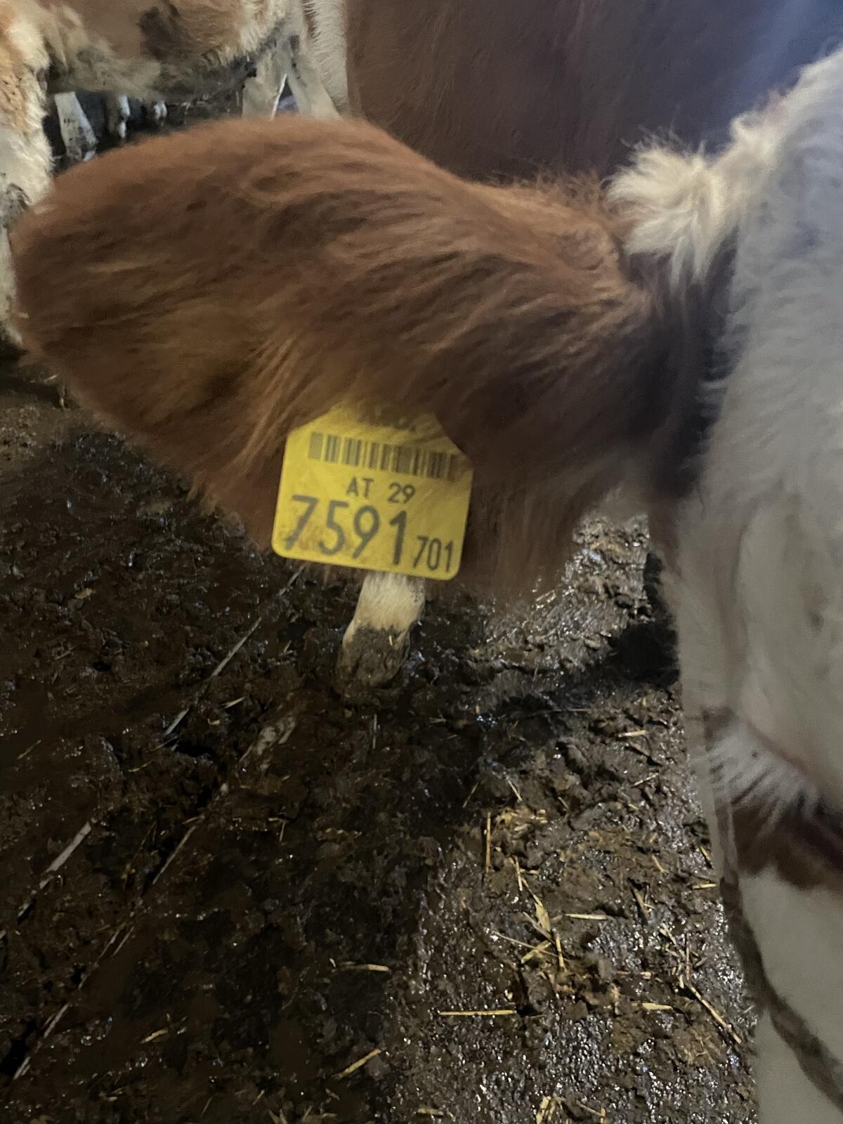 2 weibl. Kälber zu verkaufen 3