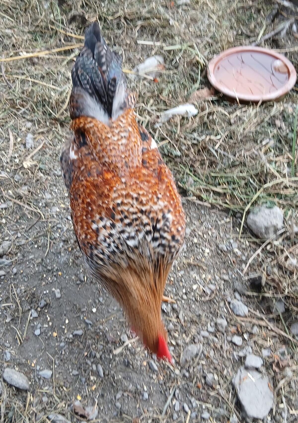 Zwerg-Welsumer-Hahn abzugeben 2