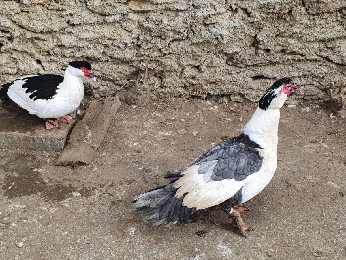 Warzenenten blau-herzgescheckt 2