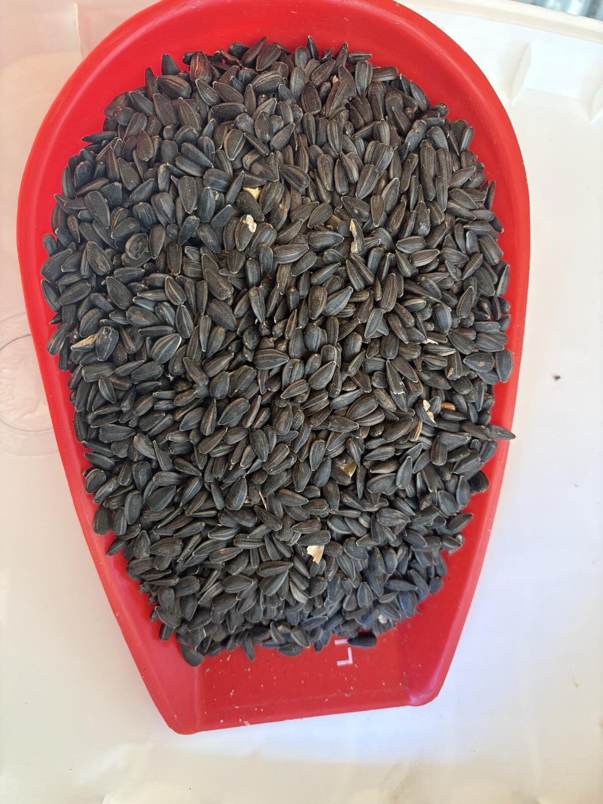 Bio Sonnenblumenkerne, Vogelfutter 1