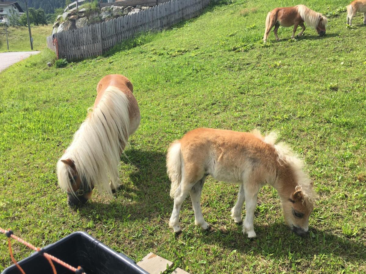 Haflinger Minishetty Stutfohlen 2