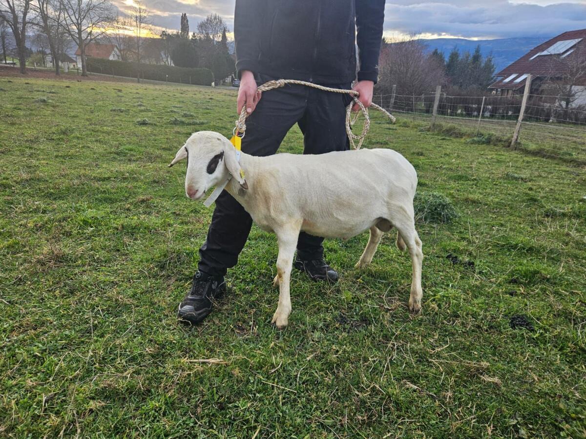 Brillenschaf Widder 2