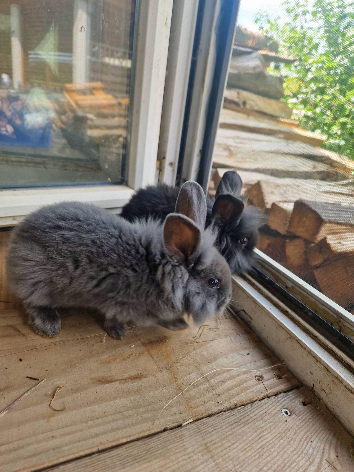 Löwenkopf Zwerghasen 1